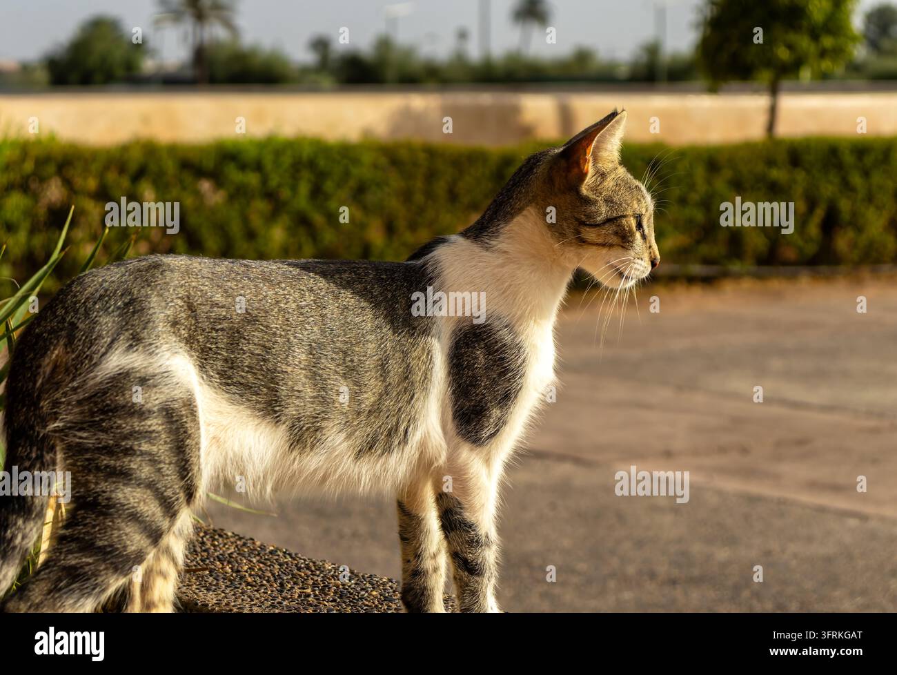 Profilaufnahme einer streunenden getigerten Katze, die im Freien im sonnigen Marrakech steht. Das goldene Licht erzeugt eine ruhige, warme Stimmung vor dem Hintergrund eines üppigen Gartens. Stockfoto