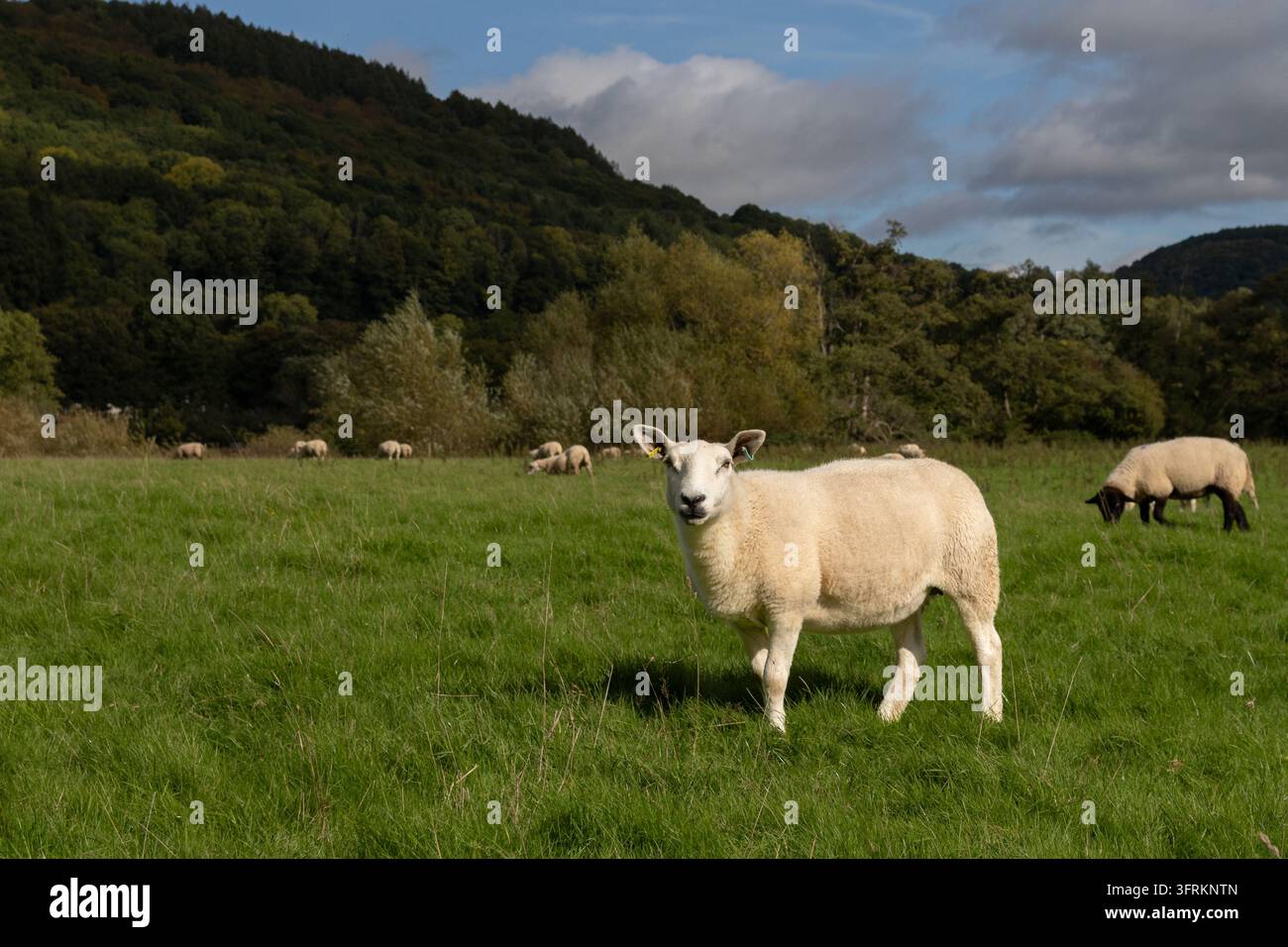 Schafe grasen auf einer grünen Weide nahe Tintern, Wye Valley, Monmouthshire, Wales, mit bewaldeten Hügeln und einer teilweise bewölkten Himmel im Hintergrund. Stockfoto