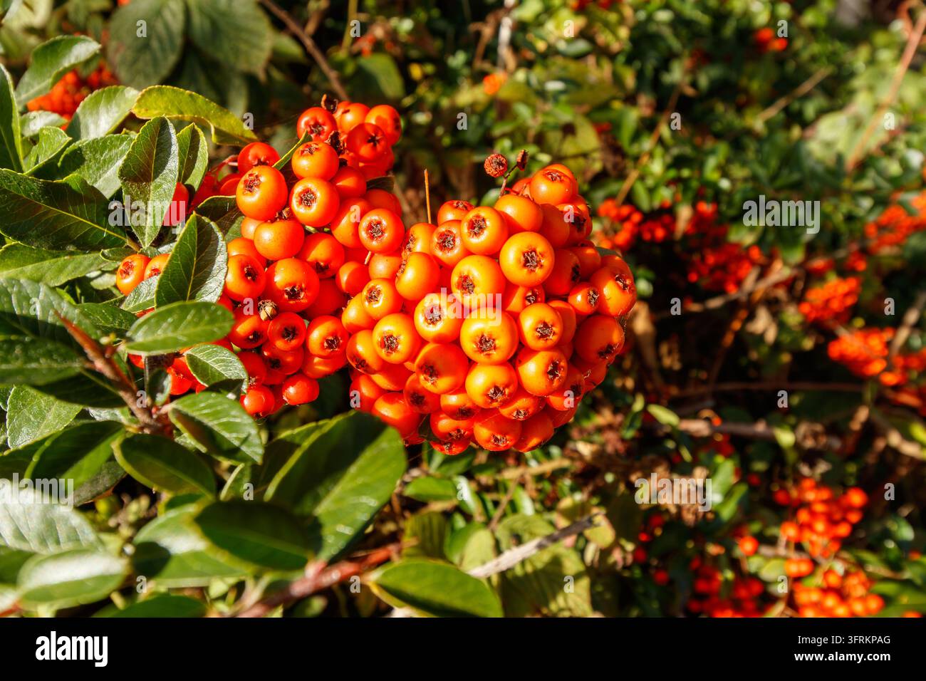 Büschel von orangefarbenen Pyracantha-Beeren wachsen zwischen Blättern an Sträuchern Stockfoto