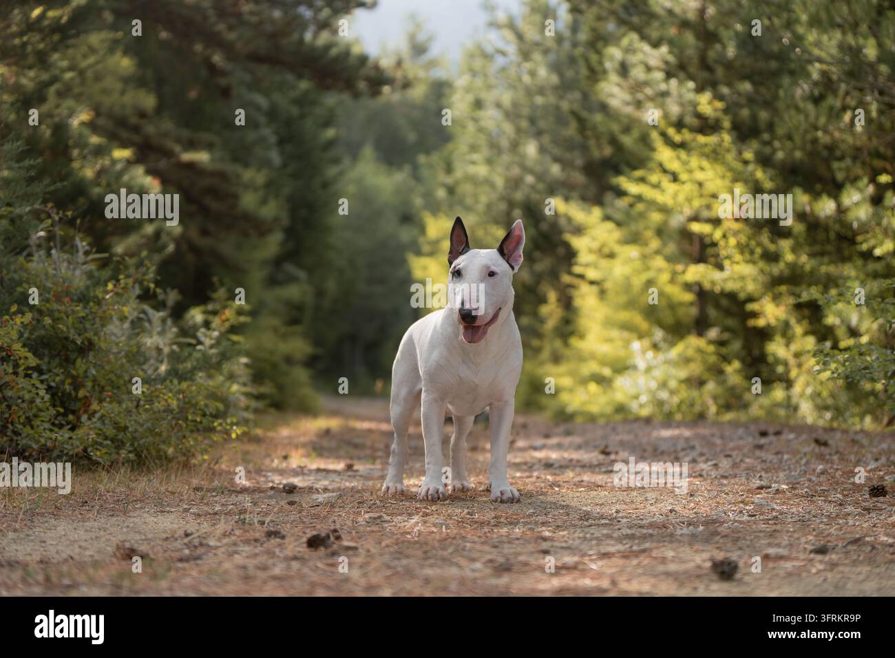 Schöner weißer Bullterrier in voller Länge auf einem Feldweg in einem grünen Wald stehend. Hochwertiges Foto Stockfoto