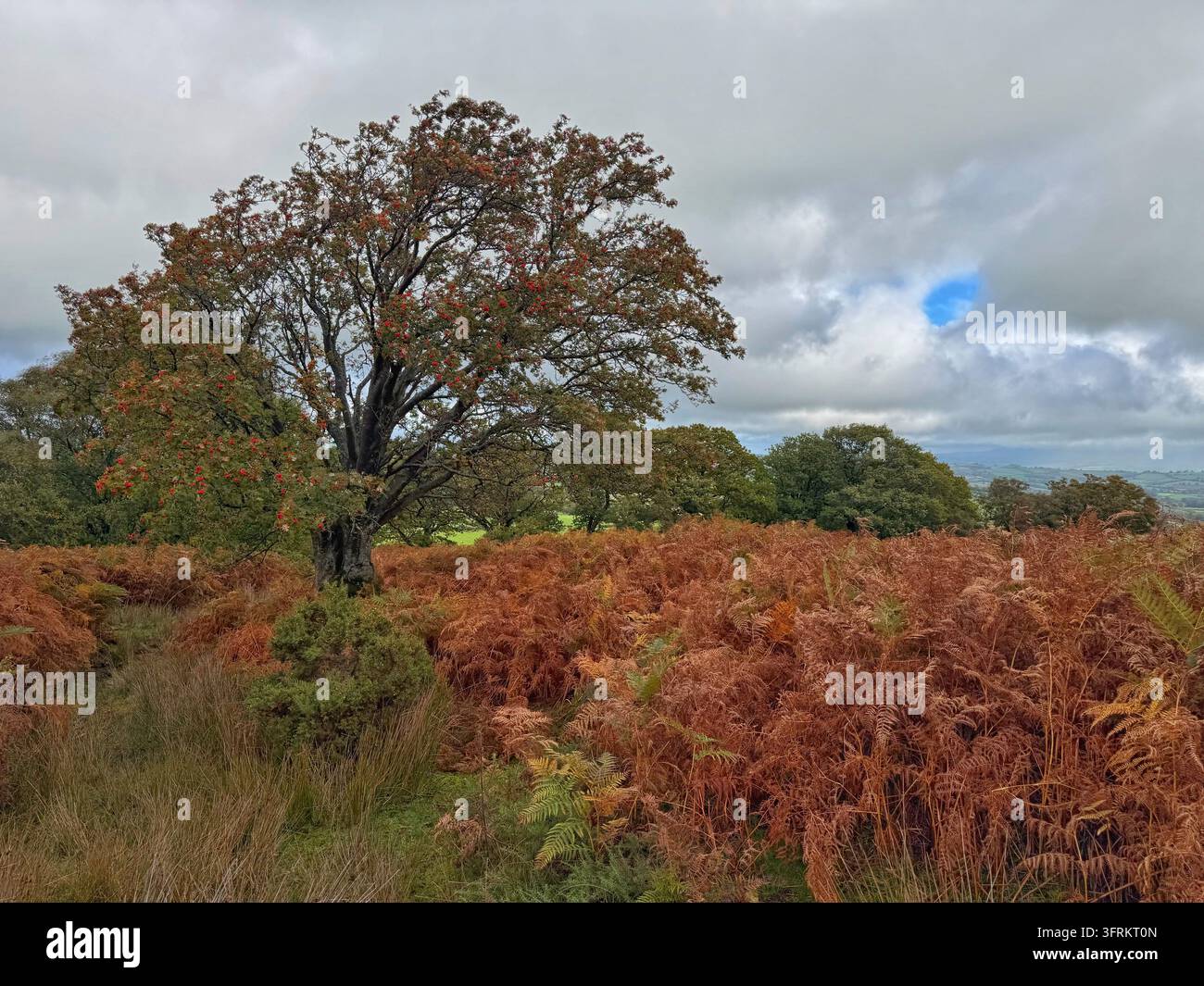 Einziger Bergahorn (Sorbus aucuparia) wächst in den Brecon Beacons (Bannau Brycheiniog), mit Beeren bedeckt, Oktober. - Smartphone-aufgenommenes Stockfoto