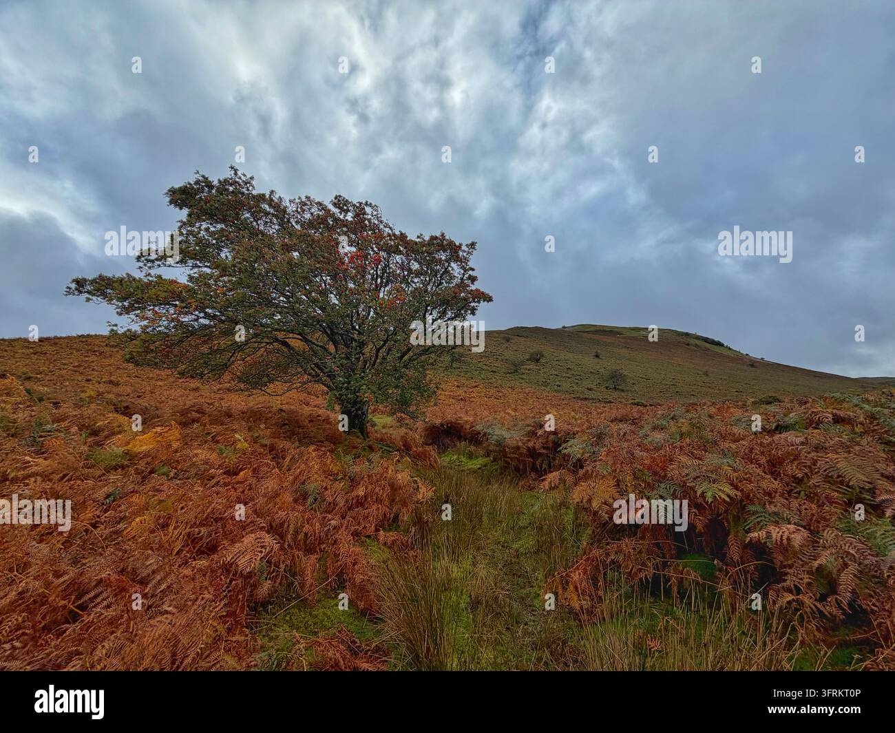 Einziger Bergahorn (Sorbus aucuparia) wächst in den Brecon Beacons (Bannau Brycheiniog), mit Beeren bedeckt, Oktober. - Smartphone-aufgenommenes Stockfoto