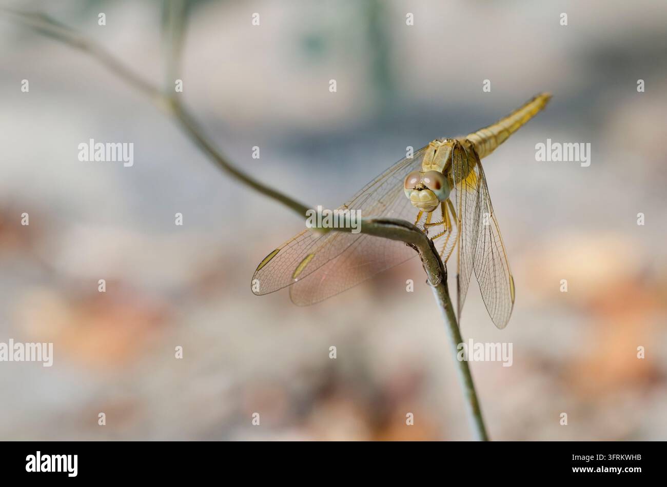 Libelle ruht auf einem dünnen Ast in Qanatir. Stockfoto