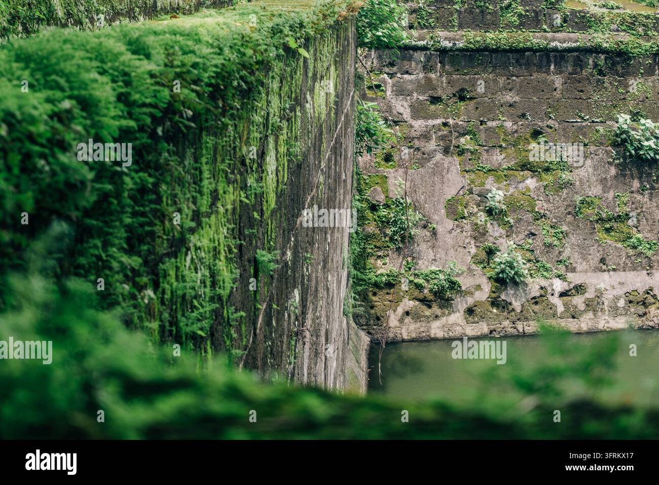 Kleine Wildpflanzen ragen über einen dichten Moosbeet auf einer alten Steinmauer, während das umgebende Grün in ein sanftes Unschärfe übergeht. Stockfoto