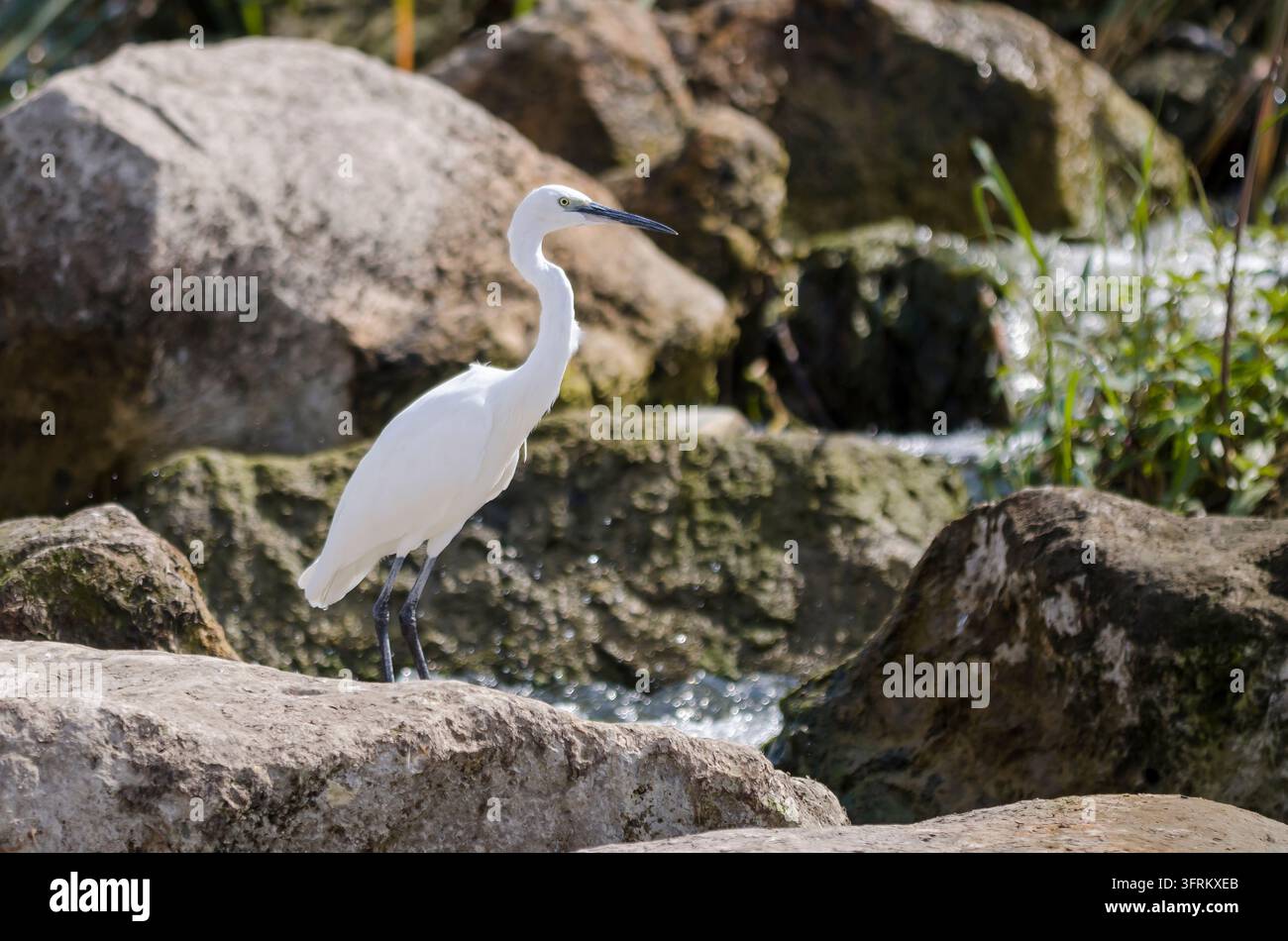 Seeadler stehen auf Felsen neben fließendem Wasser in Qanatir. Stockfoto