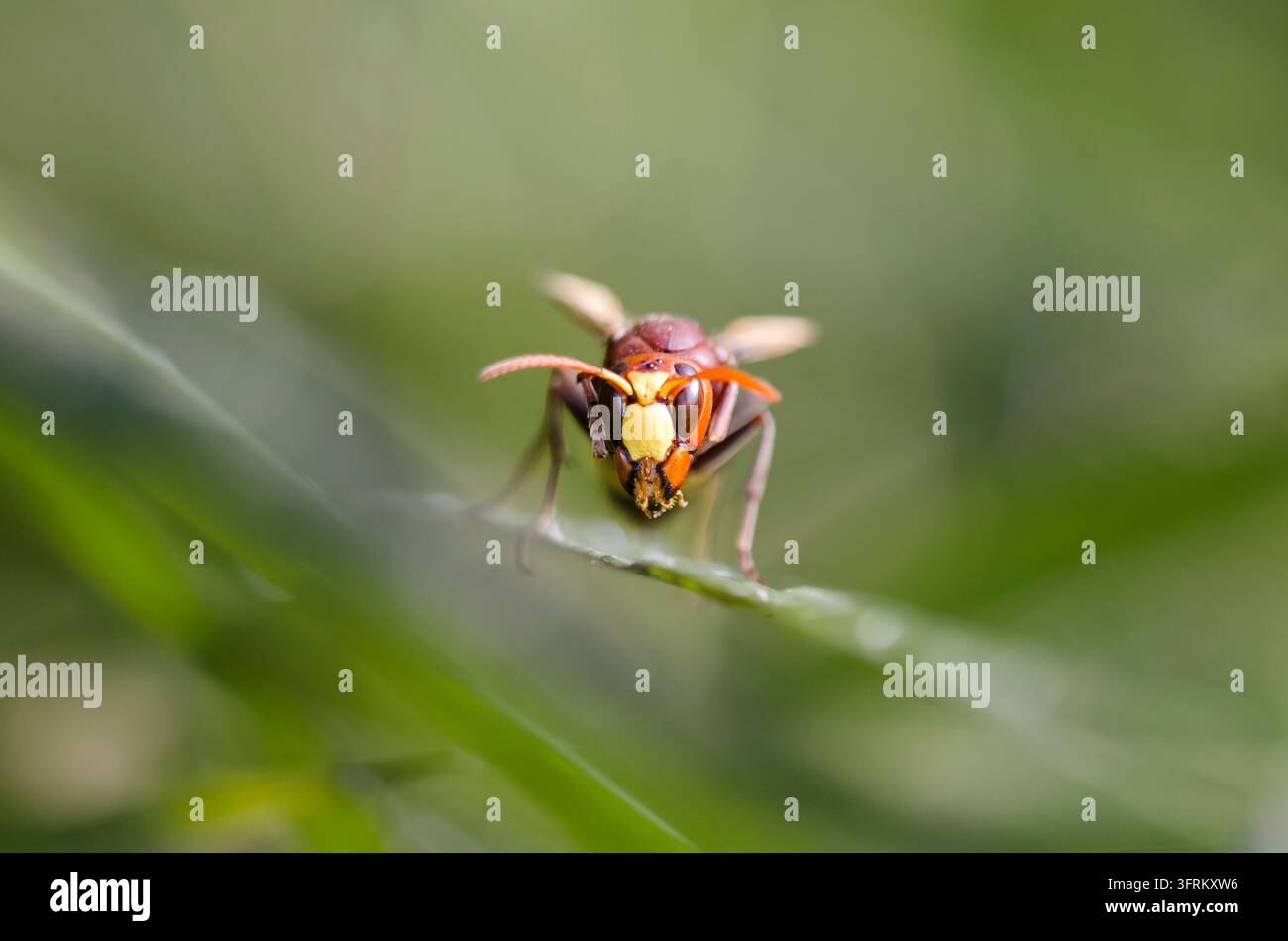 Biene sammelt Nektar von Blumen im Qanatir-Gebiet. Stockfoto