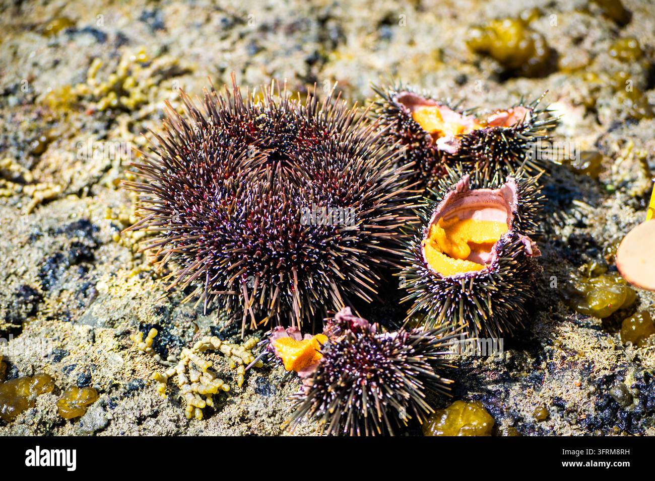 Seeigel sind an einer felsigen Küste in Auckland, Neuseeland, zu sehen. Die Gezeiten sind niedrig und legen diese Meerestiere zwischen Felsen und Seetang frei. Stockfoto