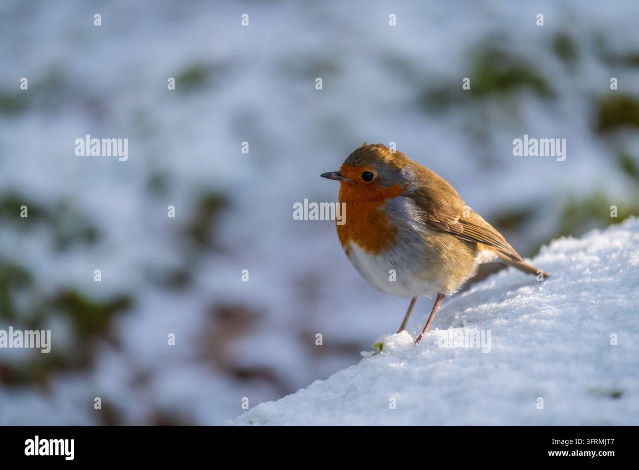 Europäischer Rotkehlchen (Erithacus rubecula) im Schnee, Dartmoor, Devon, England. Winter (Dezember) 2022. Stockfoto