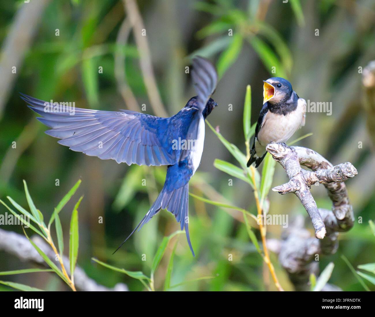 Schwalbe Hirundo rustica wird an den Elmley Marshes in Kent gefüttert Stockfoto
