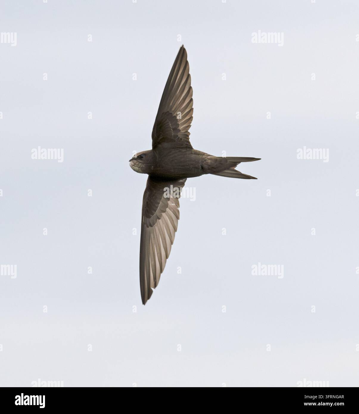 Swift Apus apus fliegt mit Insektenball Portsonachan Schottische Highlands Schottland Stockfoto