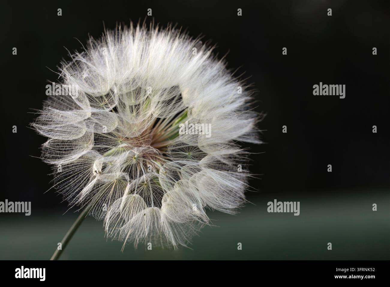 Löwenzahn-flauschiger Samen Kopf auf Naturhintergrund. Träumende Gedanken. Bild für Bild an der Wand oder als Cover Stockfoto