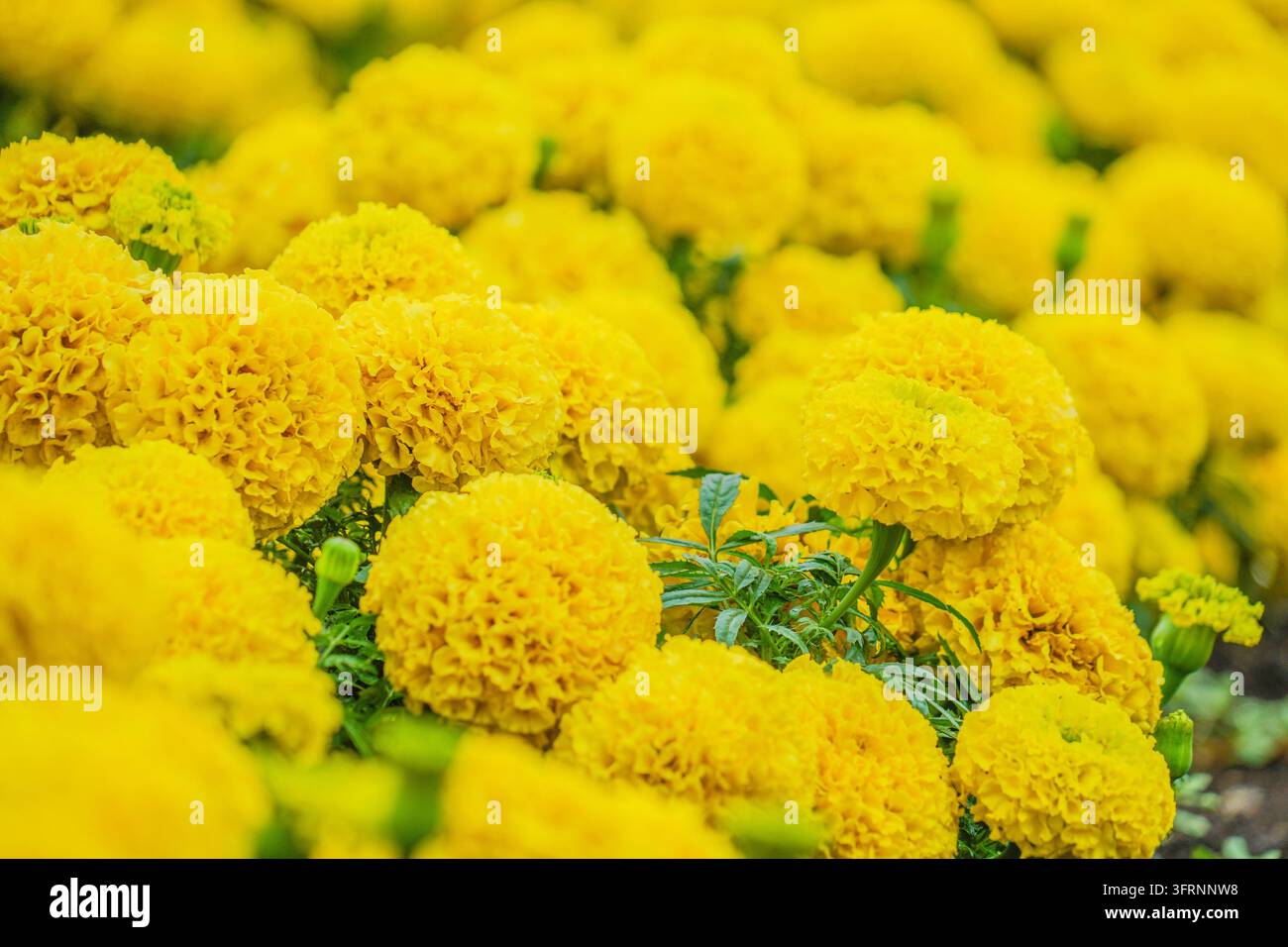 Afrikanische Ringelblume (Senjugiku) Stockfoto