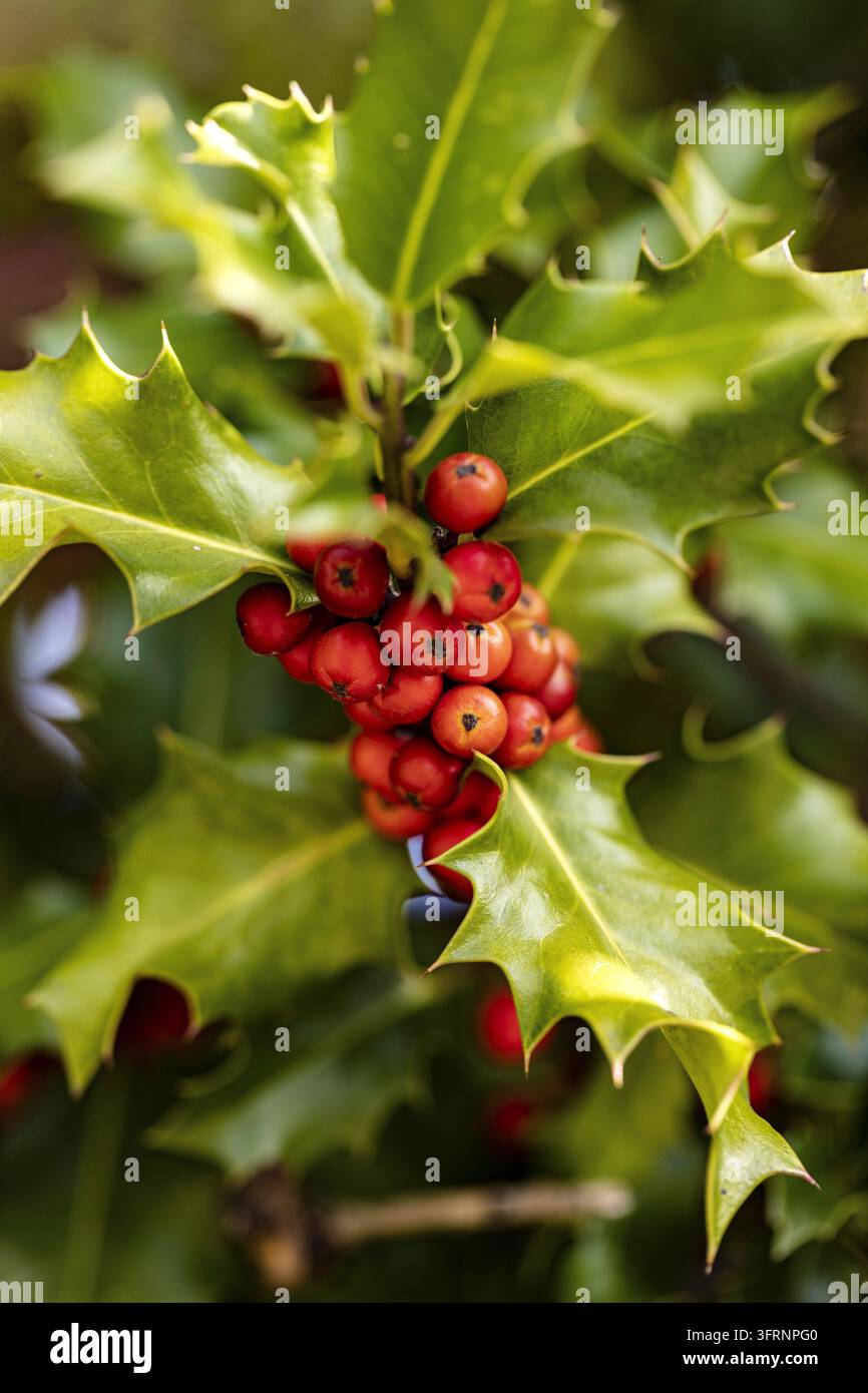 Der Ilex oder die Stechpalme trägt seine roten Früchte. Die Frucht ist giftig für die Vögel als Winterfutter Stockfoto