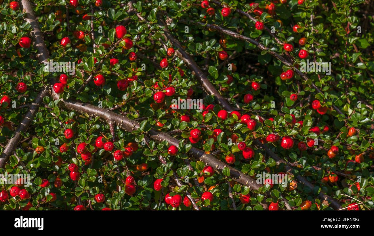 Cotoneaster horizontalis Äste mit hellroten Beeren und kleinen glänzenden grünen Blättern im Herbstsonnenschein, Fels-Cotoneaster-Strauch Vollformat, Herbst Stockfoto