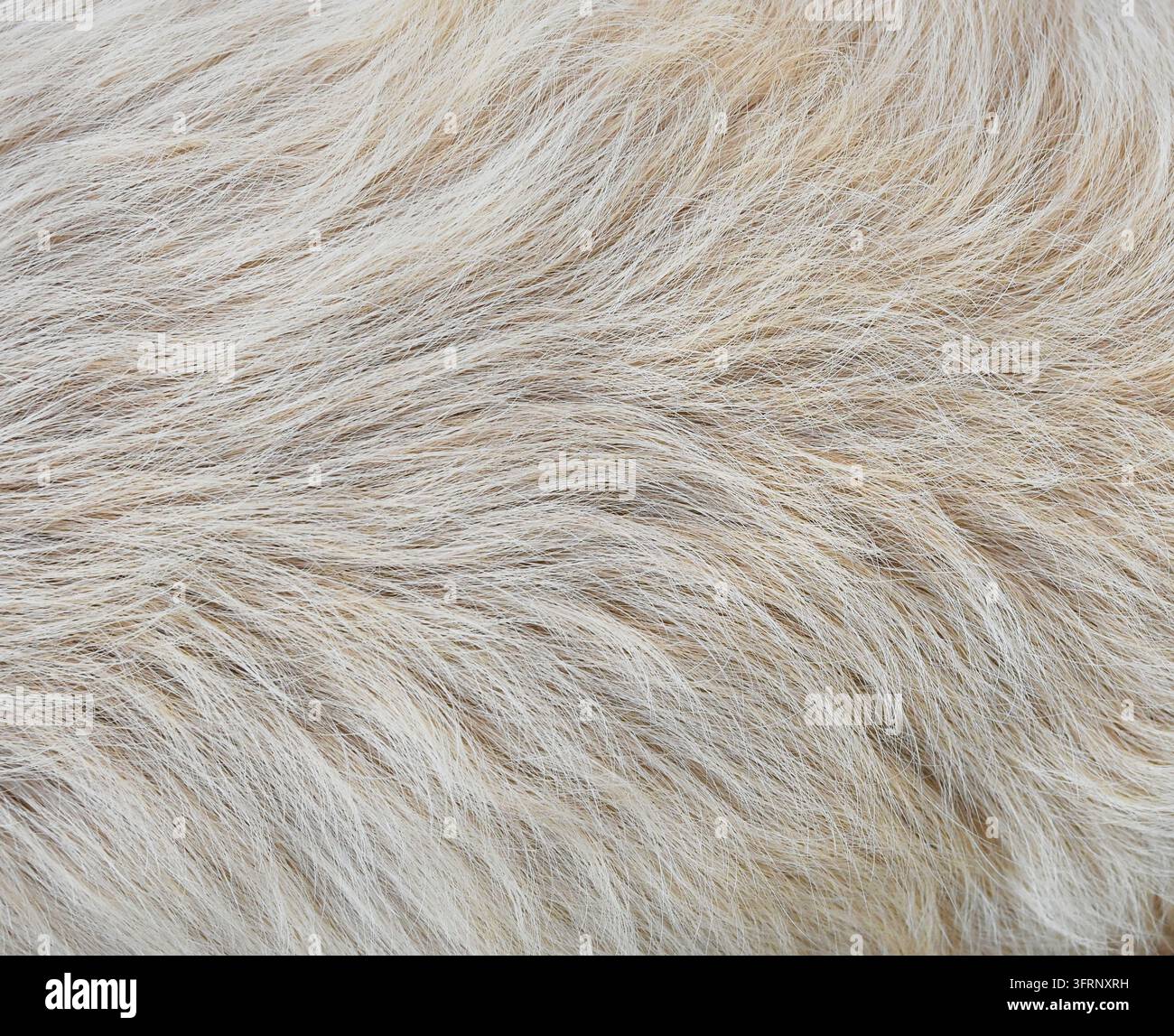 detaillierte Fotografie, die die weiche, wellige Textur und die zarten Fasern von hellbeigem Tierfell oder Wolle zeigt Stockfoto