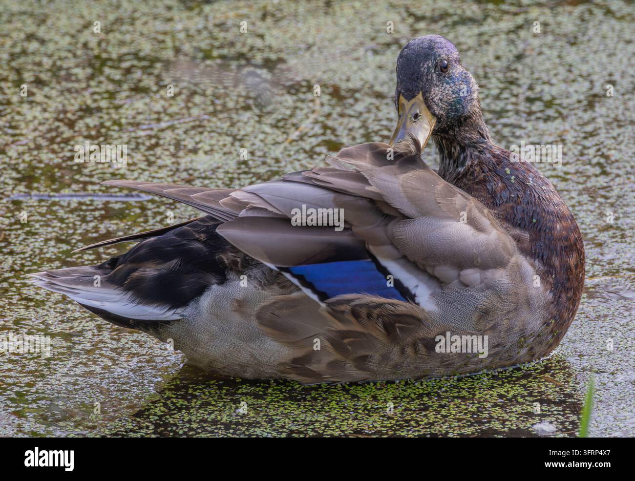 Entenstock putzt seine Rückenfedern auf einem mit Wasserlinsen bedeckten Teich, Kopf gedreht, um ein blaues Flügelmal und gesprenkeltes braunes Gefieder zu zeigen Stockfoto