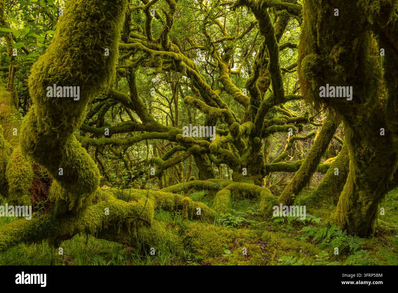Mit Moos bedeckte Bäume in einem Wald von Dartmoor, Devon, England. Sommer (Juni) 2026. Stockfoto