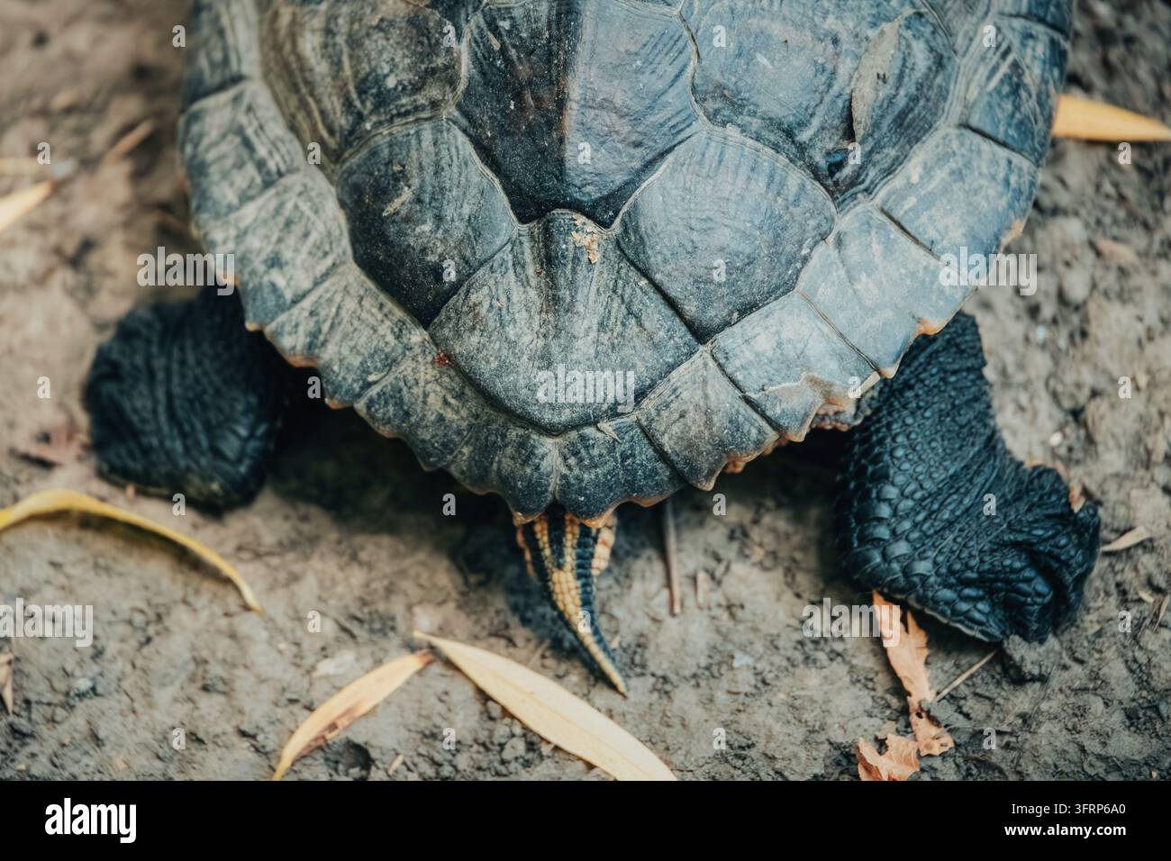 Schildkröte, die auf dem Boden ruht und die detaillierte Textur ihres Panzers, schuppigen Beine und gestreiften Schwanz zeigt Stockfoto