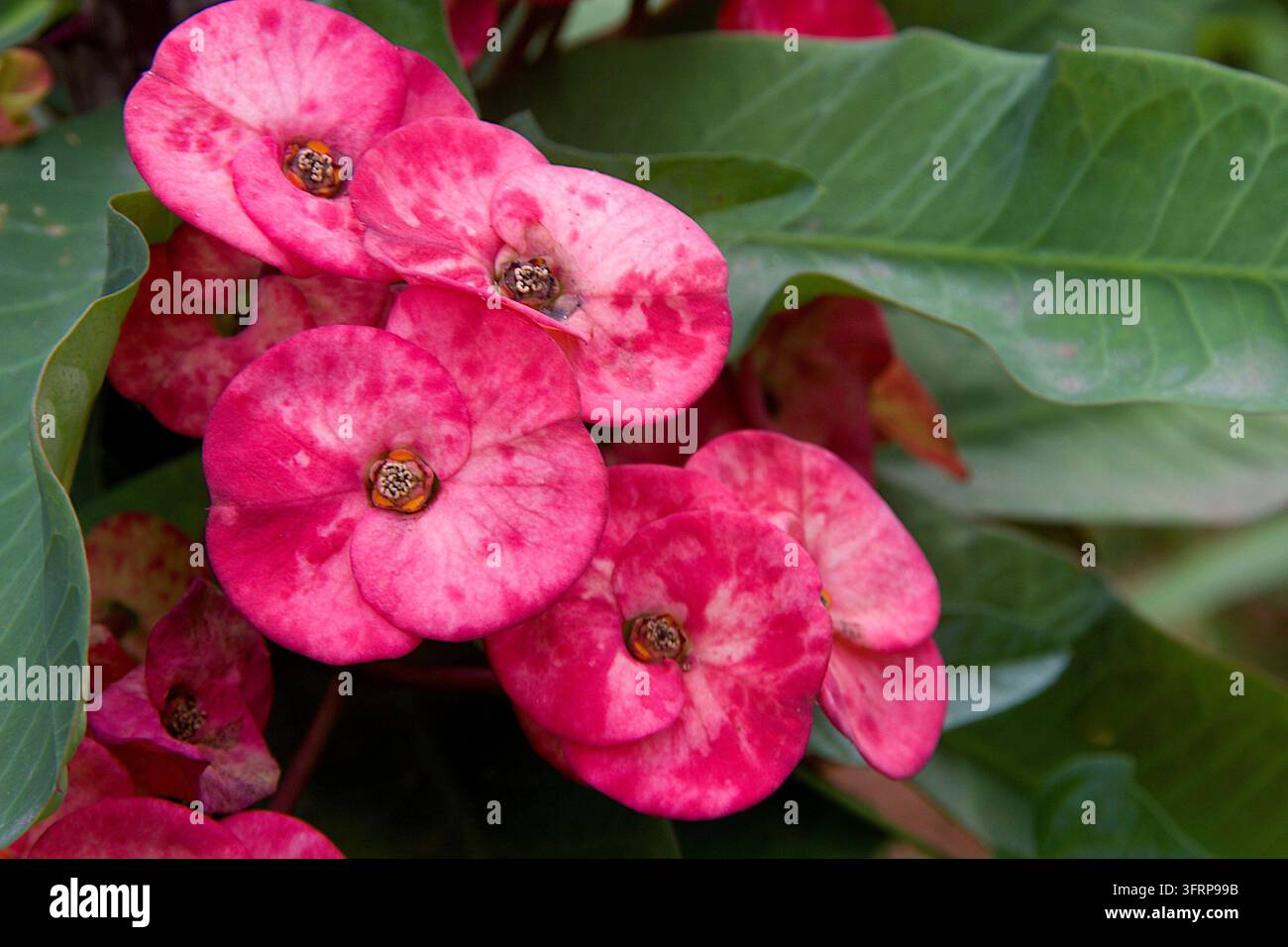 Lebendige, rosa gefärbten Blüten mit vier Fächer, überlappenden Blütenblätter mit großen grünen Blättern im Hintergrund Stockfoto
