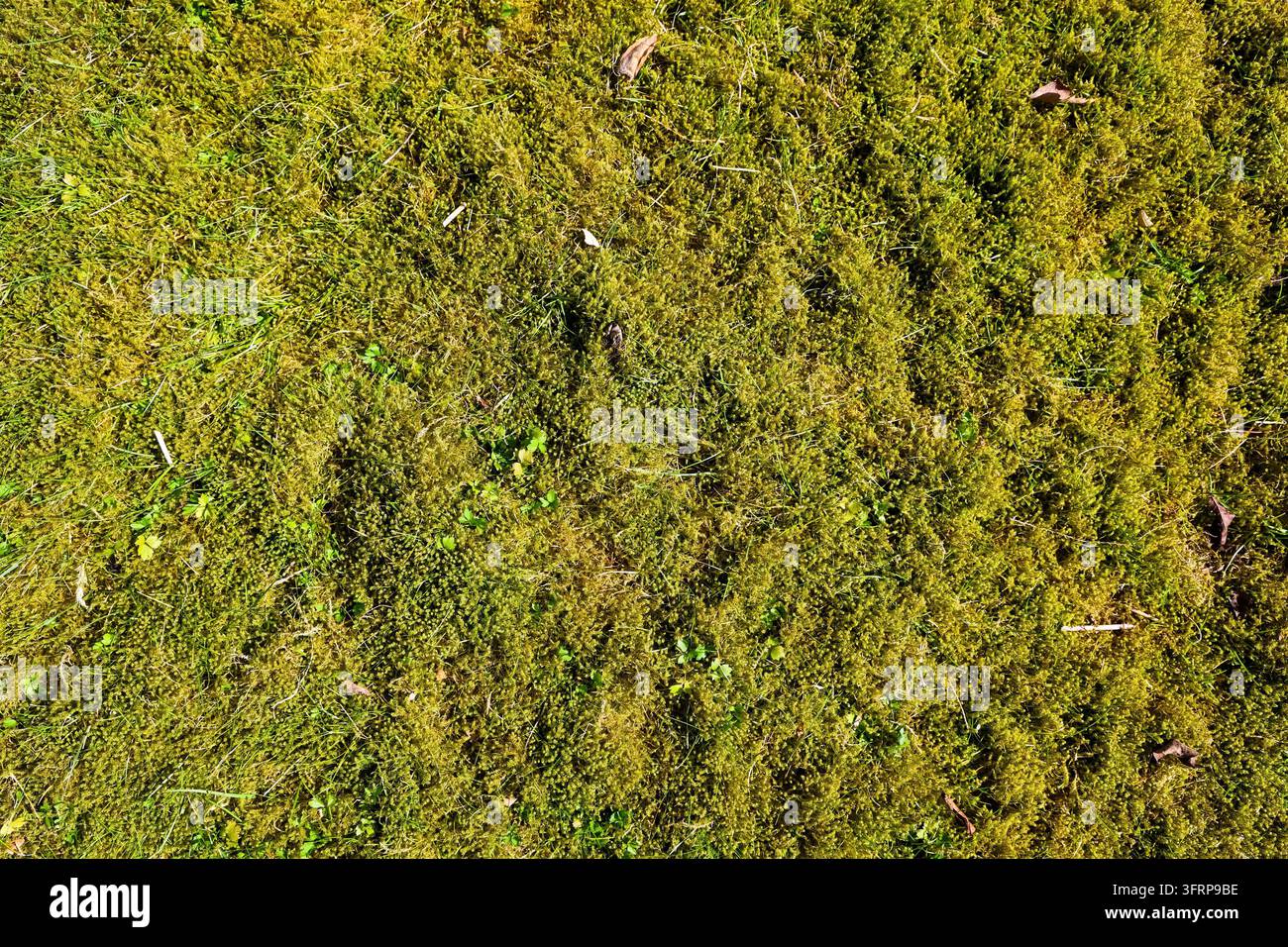 Grünes Moos bildet eine dichte, weiche, organische Matte auf der Waldbodenoberfläche Stockfoto