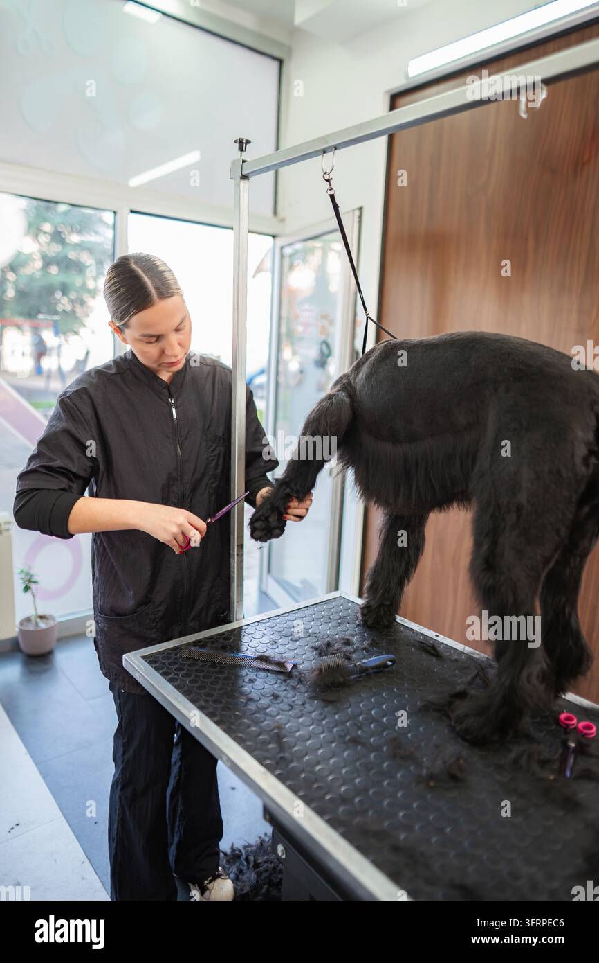 Professionelle Hundepflege stylt Fell mit einer Schere im Haustiersalon Stockfoto
