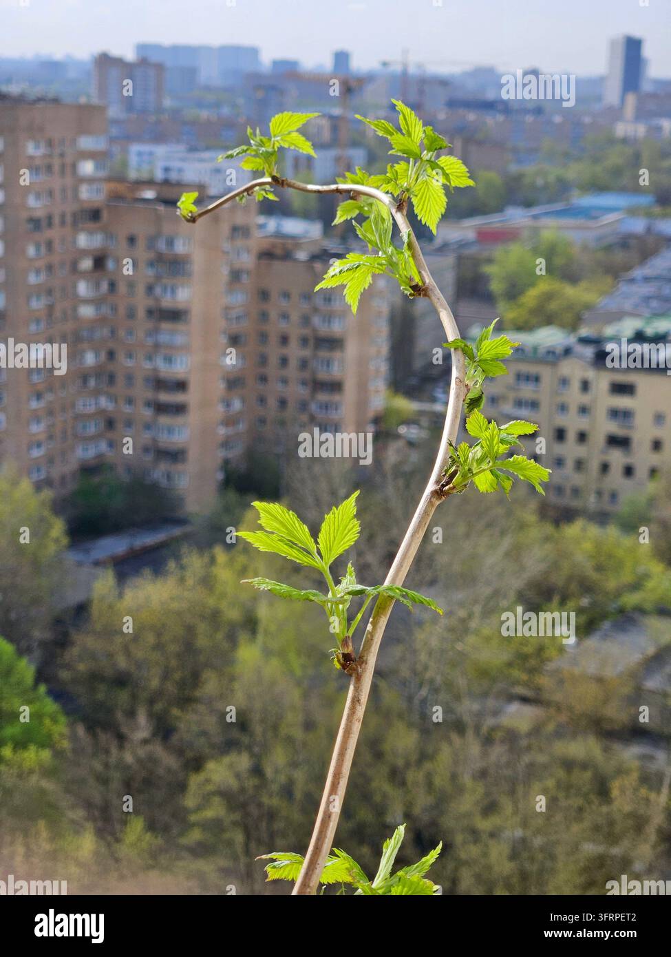 Ein grüner belaubter Ast eines Baumes wächst an einem Gebäude der Stadt. Der Ast ist dünn und hat eine kleine Knospe Stockfoto