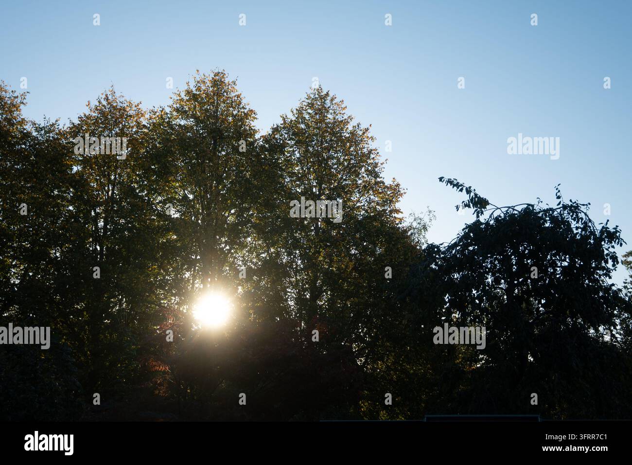 Sonnenlicht, das durch Bäume bricht, Warwickshire, UK Stockfoto