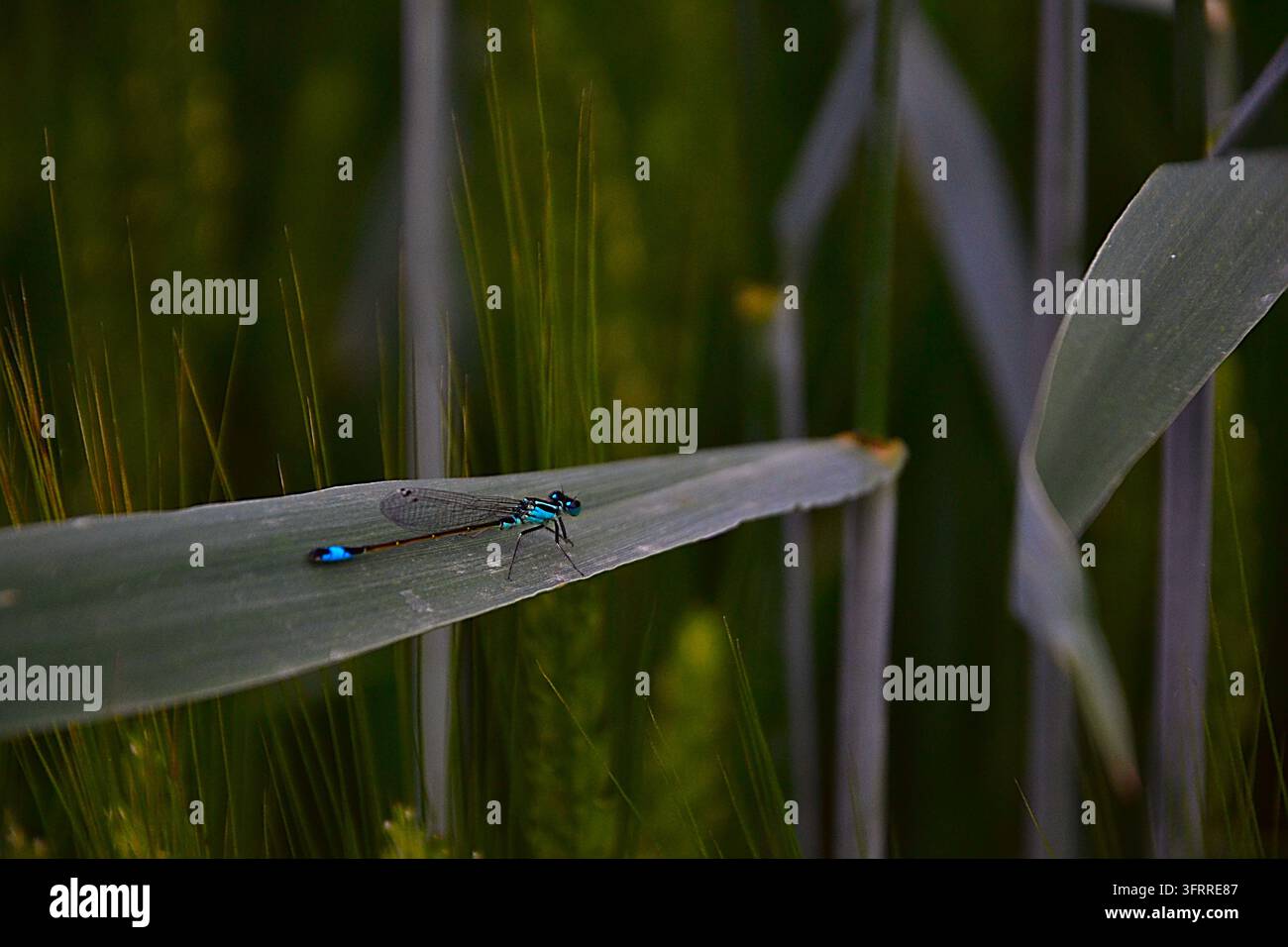 Elektrisch-blaue Libelle ruht auf einem glatten grünen Blatt, umgeben von weichem grün-gelbem Laub und schmalen schwertlilienartigen Blättern in der Nähe eines friedlichen Teiches. Stockfoto