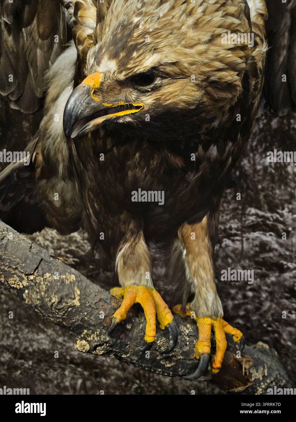 Ein großer brauner Adler sitzt auf einem Ast. Der Adler hat gelbe Krallen und einen gelben Schnabel Stockfoto
