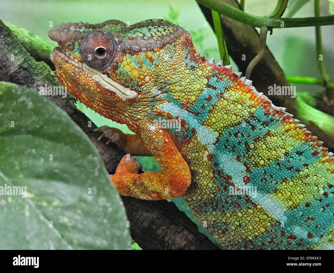 Ein grün-blauer Pantherchamäleon sitzt auf einem Blatt. Das Chamäleon ist ein helles und farbenfrohes Tier mit einem einzigartigen Muster auf seiner Haut. Konzept von Staunen und Faszination für die Natur Stockfoto