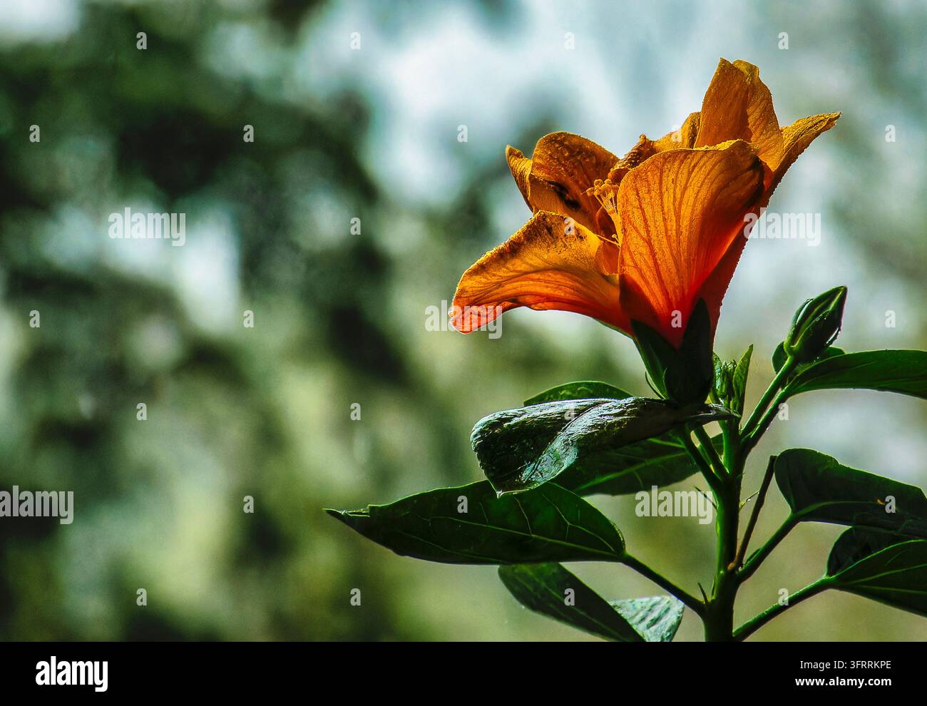 Eine orange Hibiskusblüte (Hibiscus), bekannt für ihre großen, lebhaften Blütenblätter und dunkelgrünes Laub. Stockfoto