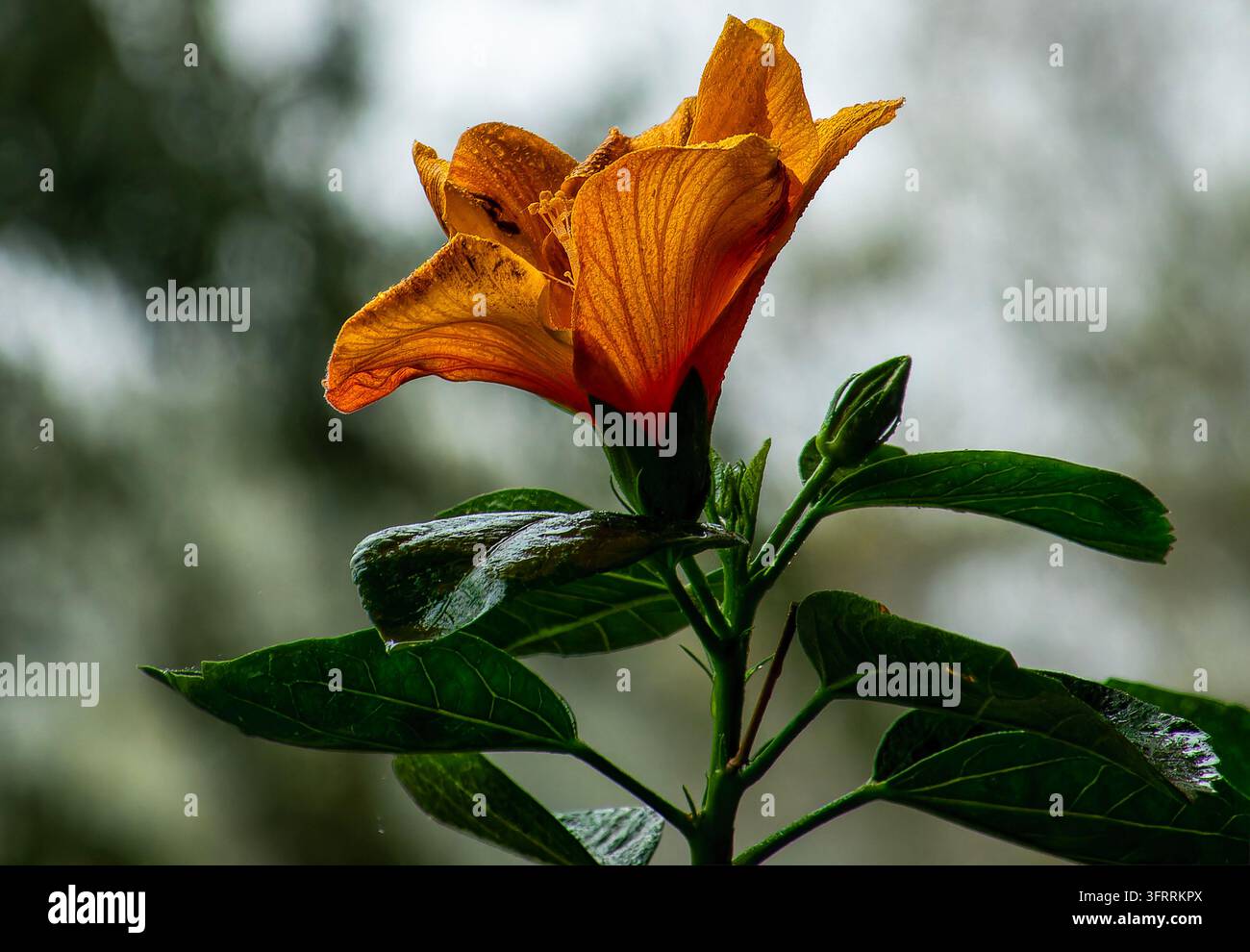 Eine orange Hibiskusblüte (Hibiscus), bekannt für ihre großen, lebhaften Blütenblätter und dunkelgrünes Laub. Stockfoto