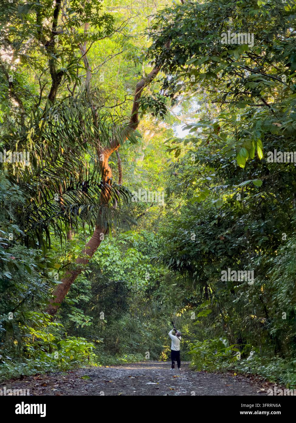 Ein Vogelphotograph auf der Pipeline Road (Camino del Oleoducto) im Nationalpark Soberania, Panama. - Smartphone-aufgenommenes Stockfoto