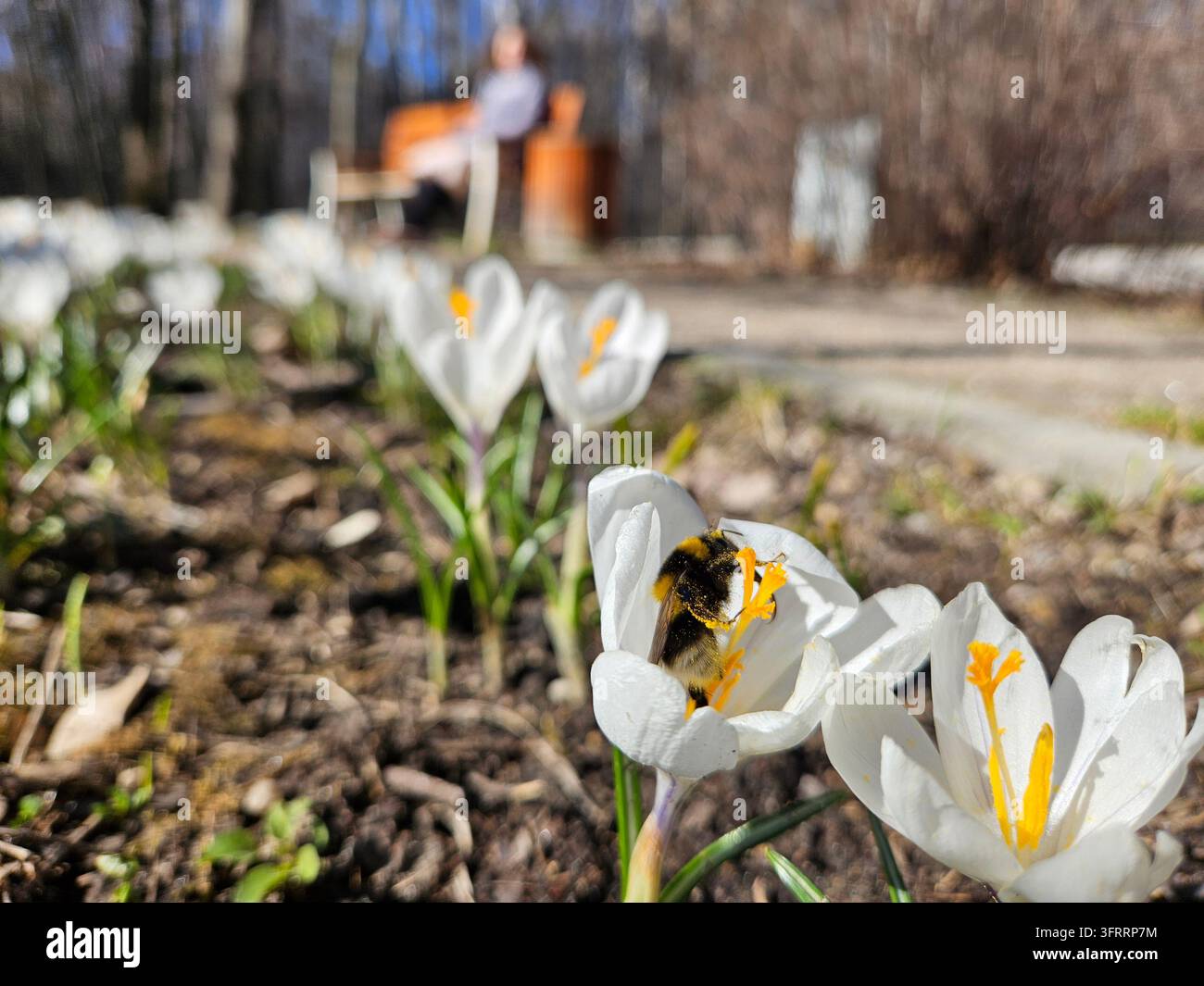 Eine Biene sitzt auf einer weißen Krokusblüte in einem Garten. Die Blüte ist von anderen weißen Blumen umgeben, und im Hintergrund steht eine Bank. Die Szene ist friedlich und ruhig Stockfoto