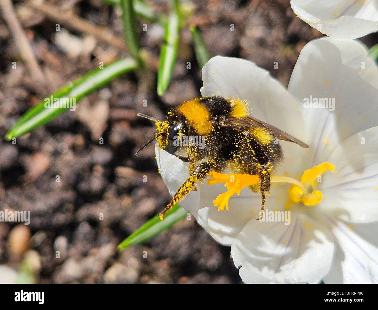 Eine gelbe und schwarze Biene sitzt auf einer Krokusblüte. Die Biene ist mit gelbem und schwarzem Staub bedeckt Stockfoto