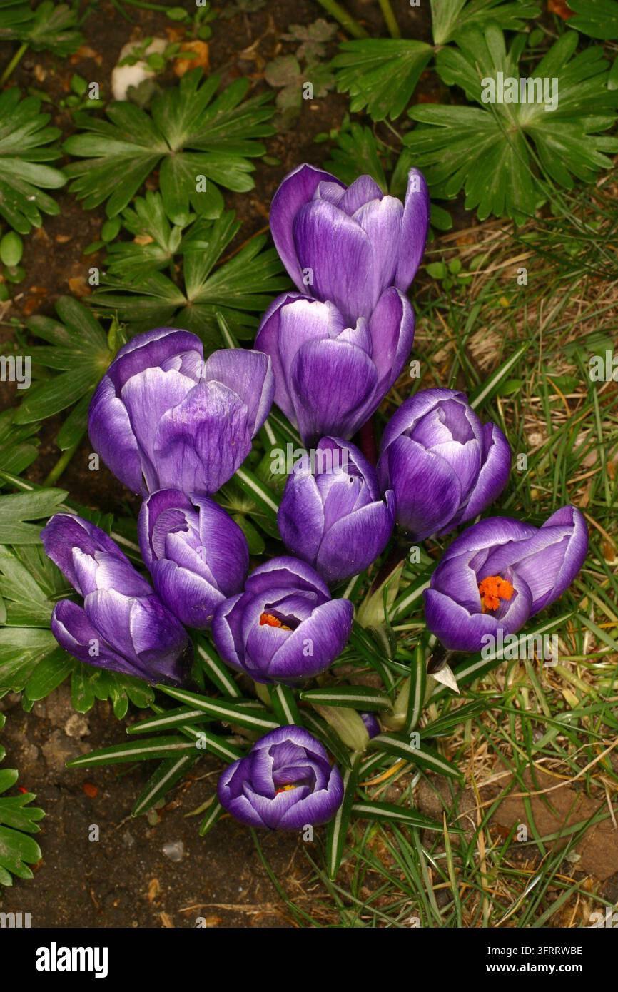 Crocus vernus (L,)Hill Iridaceae. und Bombus terrestris, Frühlingskrokus mit Hummel. Verbreitung: Europa. Crocus sativus ist die Quelle von Safran, Stockfoto