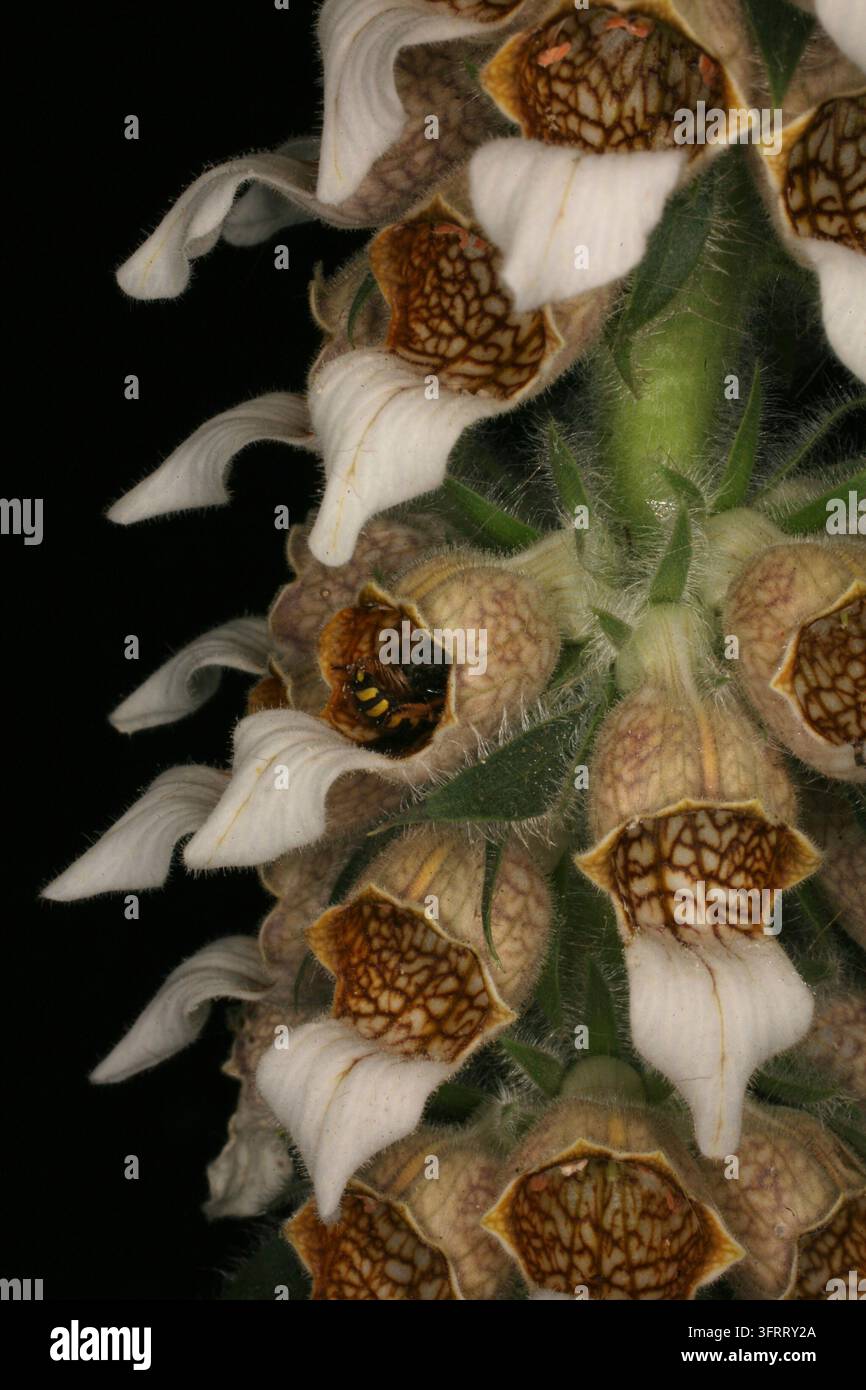 Anthophora-Biene kopfüber in einer Digitalis-lanata-Blume Stockfoto