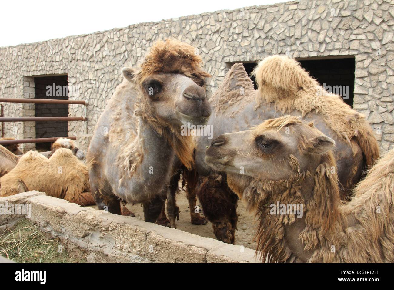 Eine Gruppe von Haus-Baktrienkamelen (Camelus bactrianus), die ihr dickes Winterfell auf einer Zuchtfarm in Aserbaidschan abwerfen Stockfoto