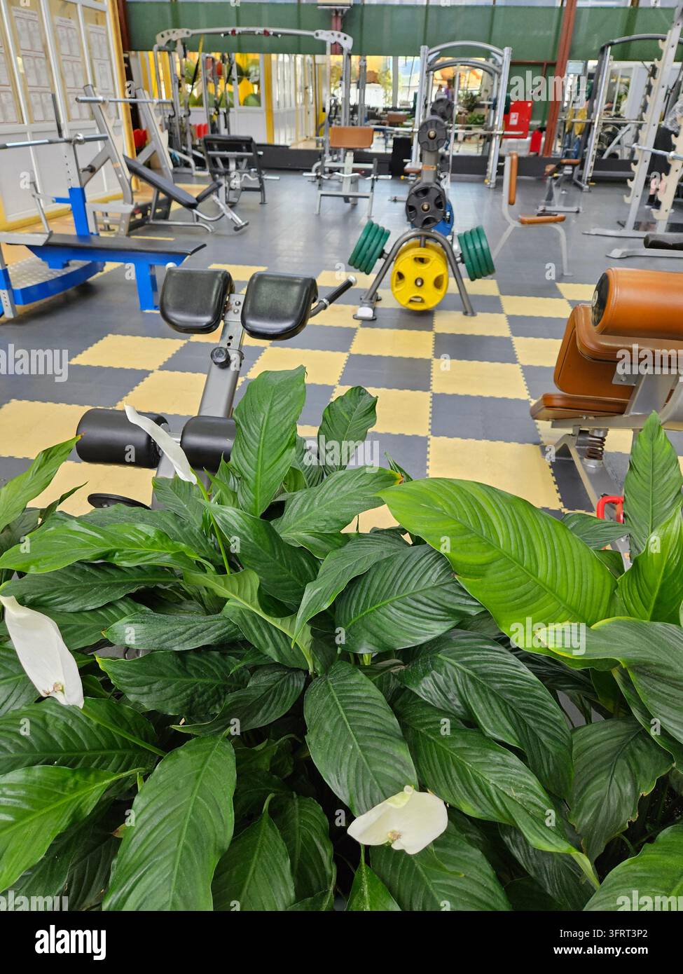 SOTSCHI - 15. MAI 2025: Fitnessstudio mit einer Pflanze in der Ecke. Es gibt viele Fitnessgeräte, darunter eine Hantelbank, ein Squat-Rack und eine Klimmzugstange Stockfoto