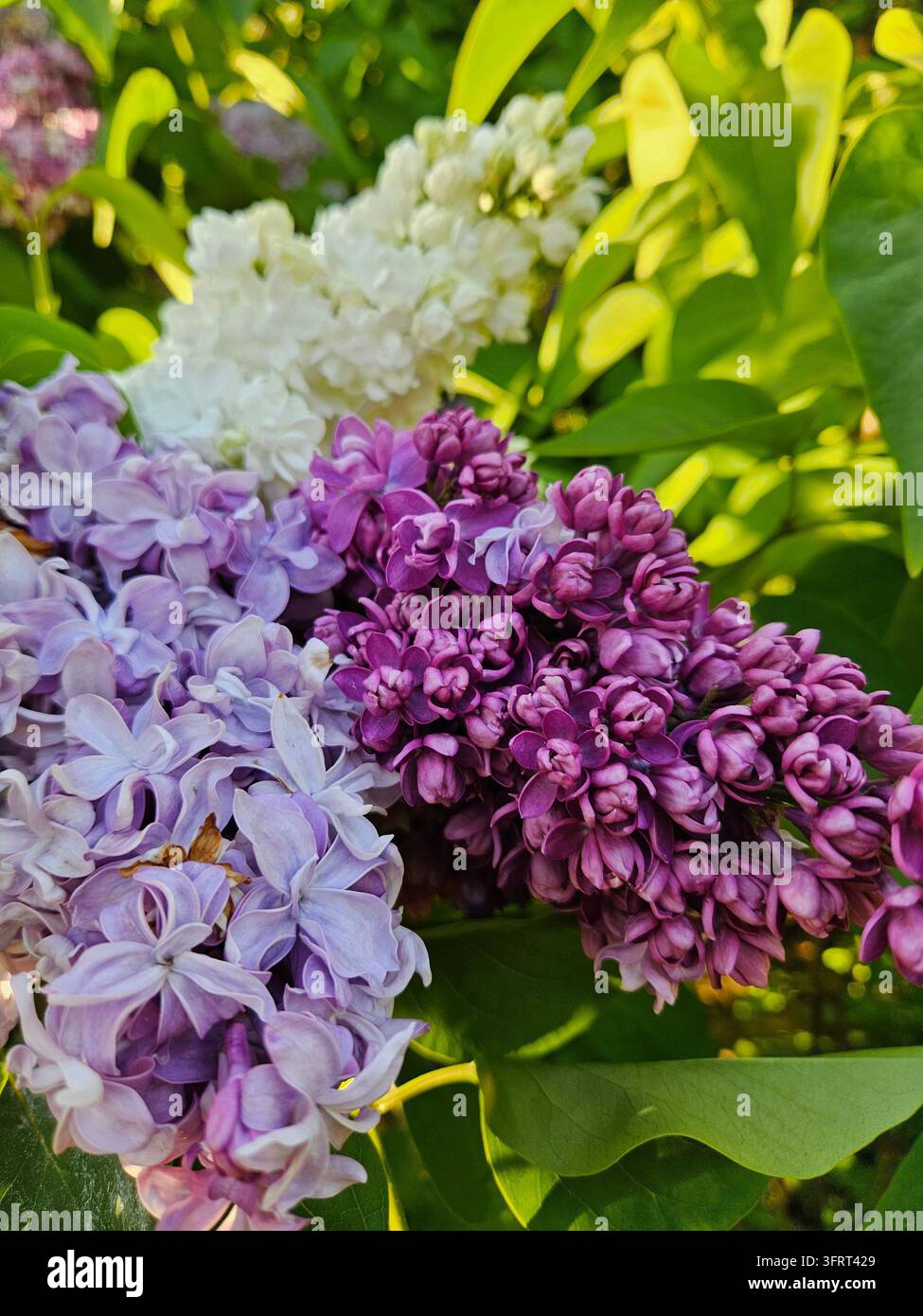 Wunderschönes Bouquet aus lila und weißen Blumen mit grünen Blättern. Die lila Blumen befinden sich in der Mitte der weißen Blumen und schaffen einen schönen Kontrast. Das Arrangement ist üppig und lebendig im Fliederpark Stockfoto