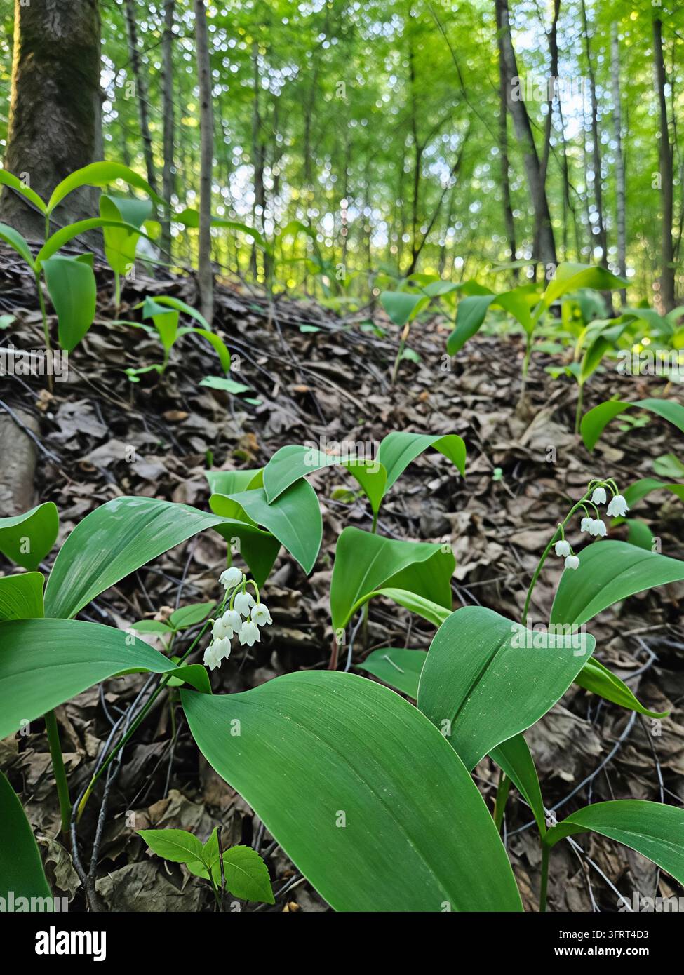 Bündel grüner Blätter und Blumen der Maiglöckchen liegen auf dem Boden. Sie sind klein und grün Stockfoto
