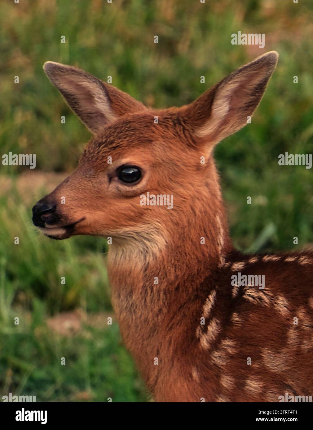 Kleines Rehkitz Stockfoto
