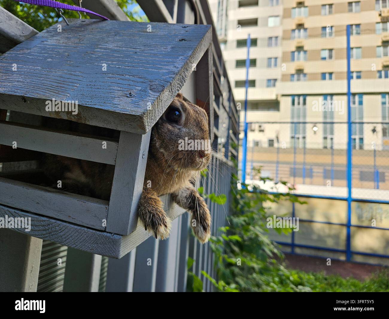 Ein Kaninchen befindet sich in einem Vogelhäuschen. Das Geländer des Sportplatzes befindet sich auf einem Wohngebäudekomplex Stockfoto