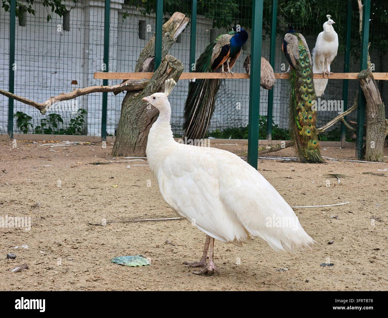 Weißer Vogel steht vor einem Zaun mit anderen Vögeln. Der weiße Vogel ist der einzige, der nicht am Boden pickt in Murom Stockfoto