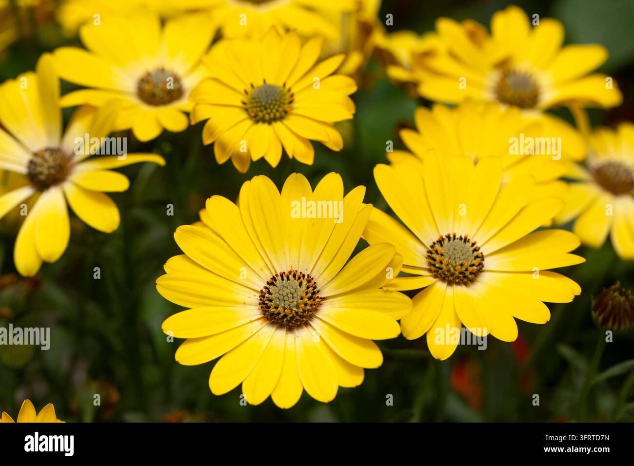 Wildgelbe Blume, wissenschaftlicher Name; Dimorphotheca sinuata oder Dimorphotheca ecklonis gelb. Osteospermum Stockfoto