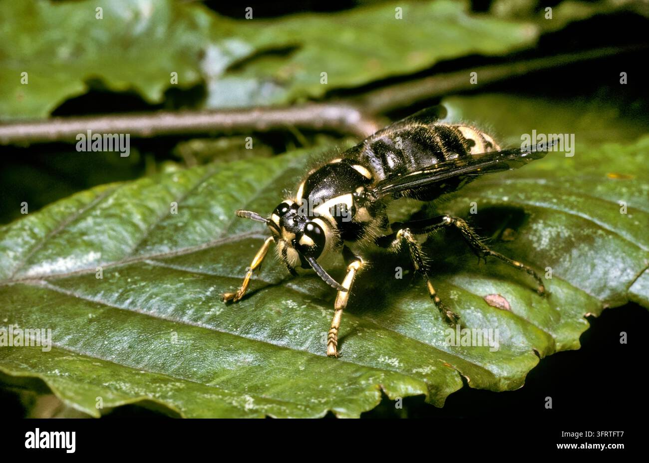 Glatzkopf-Hornet (Vespula maculata) Stockfoto
