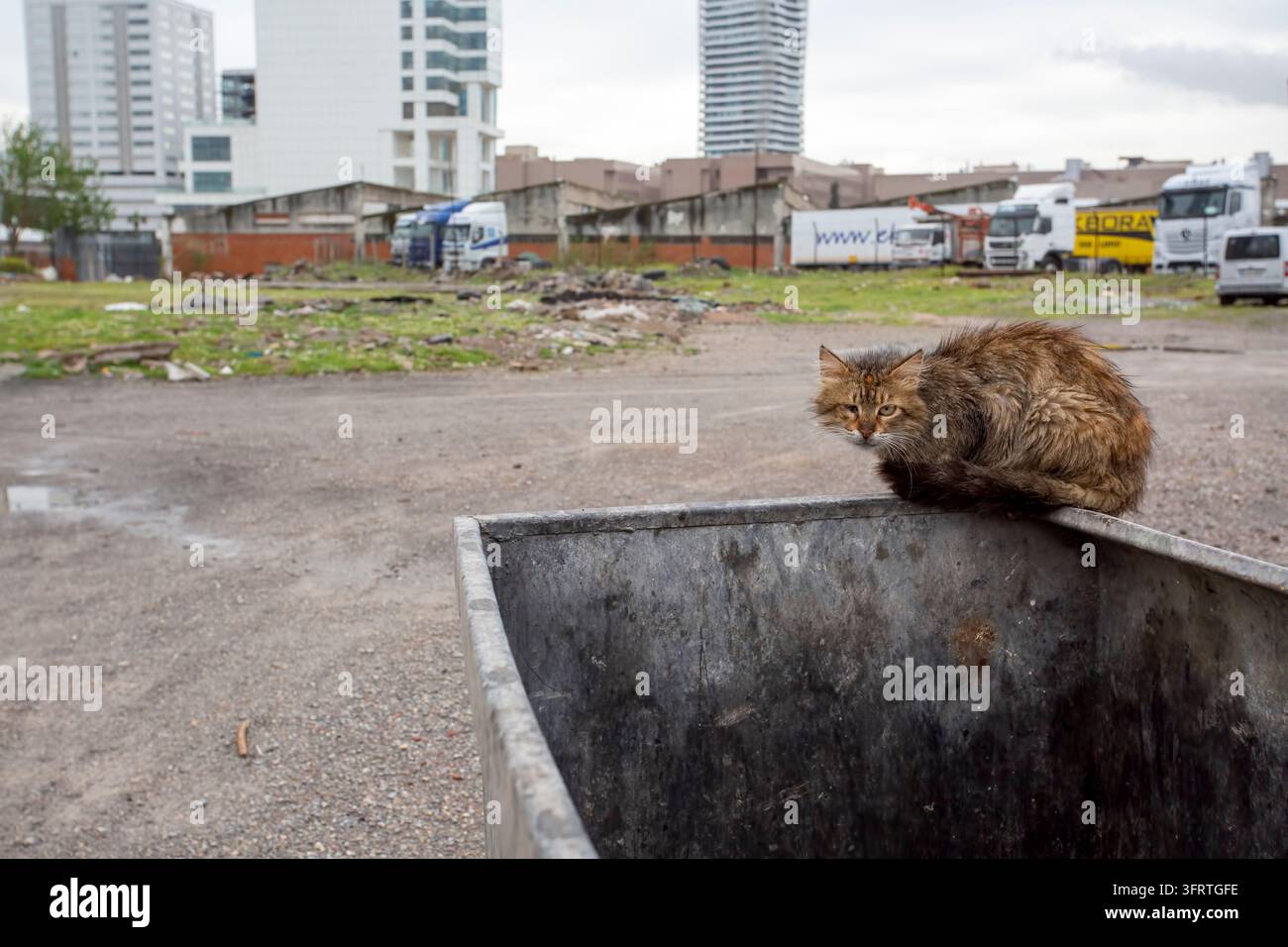 Bayrakli - Izmir - Türkei, 28. Mai 2021, eine streunende Katze auf dem Müllcontainer auf der Straße Stockfoto