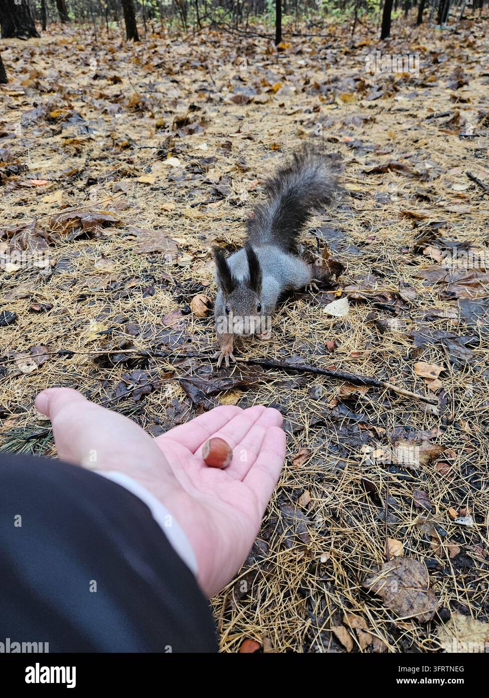 Eichhörnchen frisst Nuss aus menschlicher Hand im Wald. Herbstblätter bedecken den feuchten Boden. Hand bietet einzelne Nuss einem neugierigen Tier an. Tier schnüffelt und knabbert sanft. Natürliches Licht dringt durch das Blätterdach Stockfoto