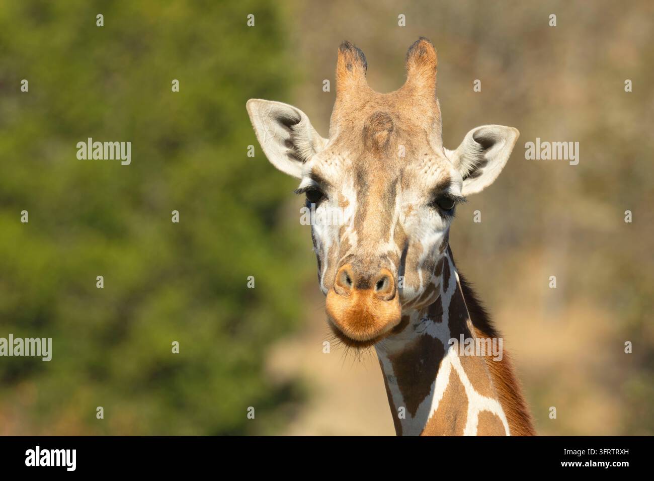 Rothschilds Giraffe (Giraffa camelopardalis rothschildi), Wildlife Safari, Winston, Oregon Stockfoto