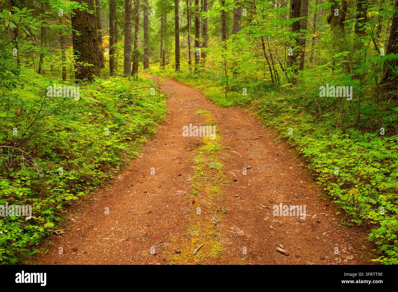 Waldweg, North Fork des Middle Fork Willamette Wild and Scenic River, Aufderheide National Scenic Byway, Willamette National Forest, Oregon Stockfoto